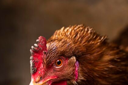 Mėsinės vištos: kainos, auginimas ir geriausios veislės