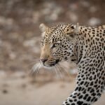 Juodasis ir baltasis leopardas: retų spalvinių formų paslaptys