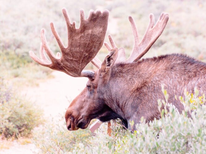 Didžiausias briedis pasaulyje: oficialūs rekordai
