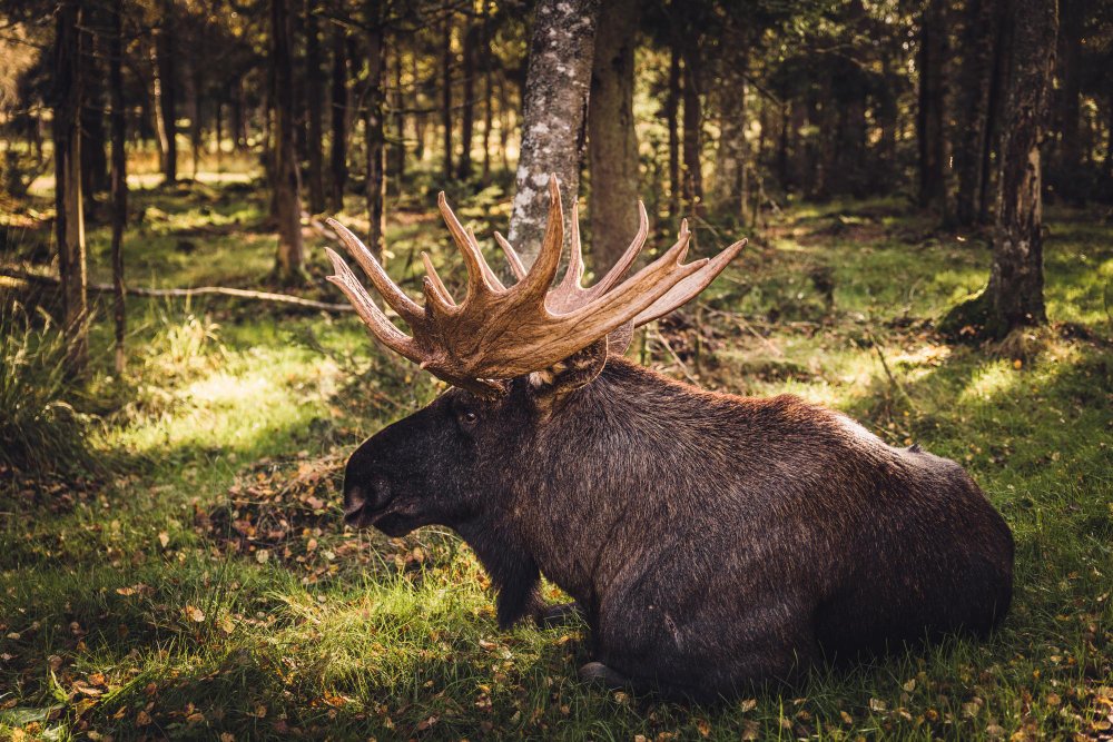 Kas lemia briedžio dydį?