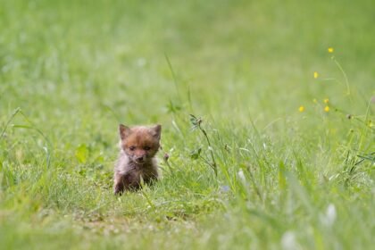 Lapių jaunikliai: vystymasis, elgesys ir kada lapės veda vaikus