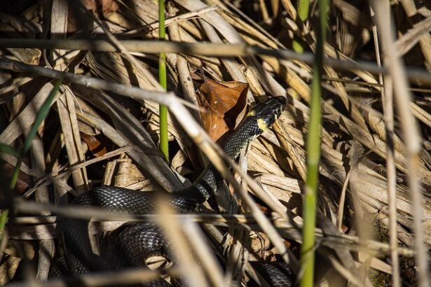 Žalčio įkandimas – mitai ir realybė