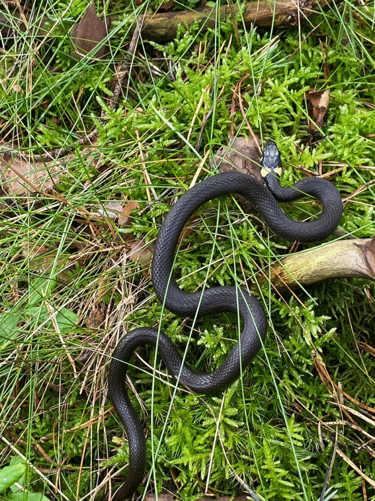 Paprastasis (geltonskruostis) žaltys – išvaizda ir ypatybės