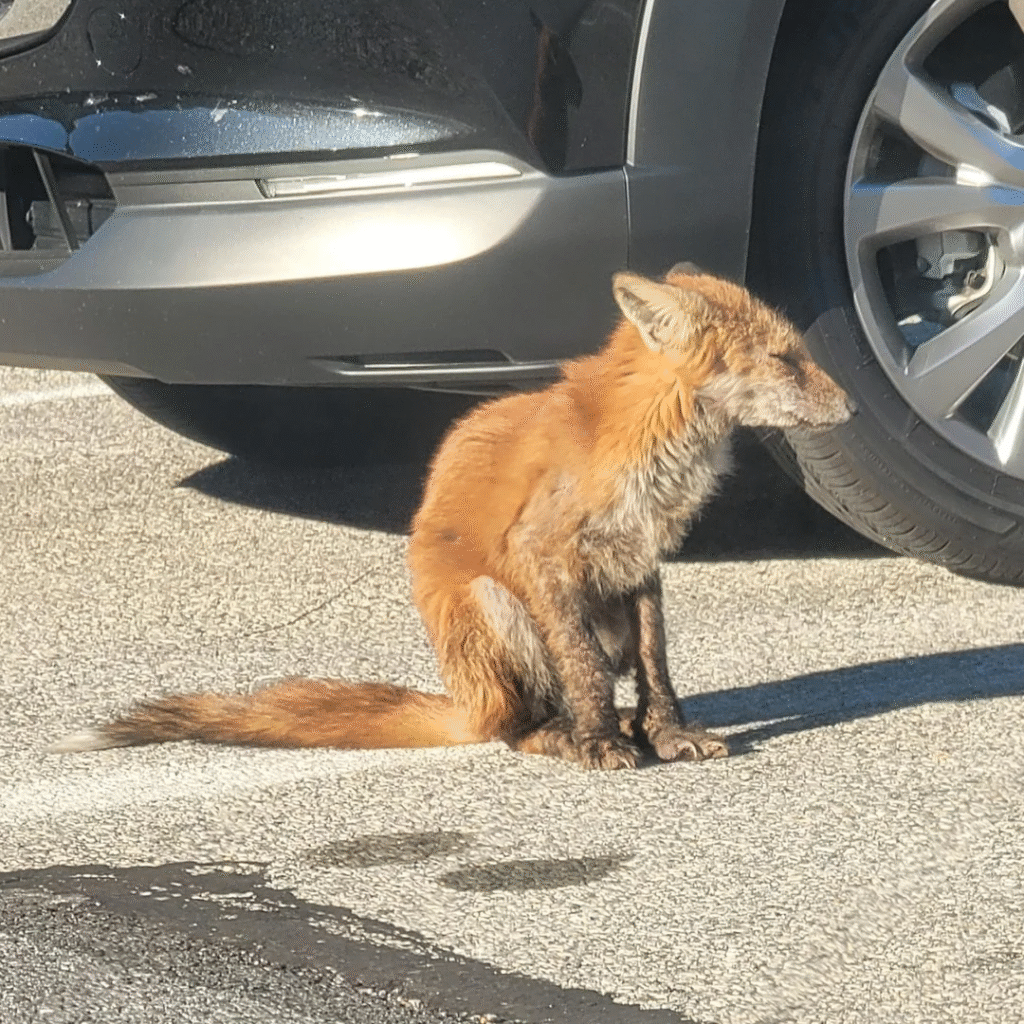 Serganti lapė: kaip ją atpažinti, kokios ligos pavojingiausios ir ką daryti radus