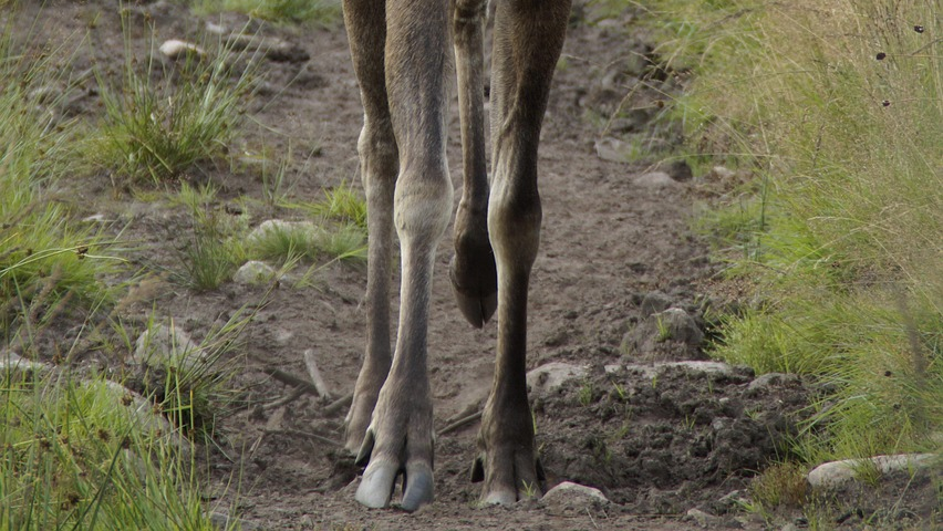 Briedžio kanopa: sandara, pėdsakai ir kokią informaciją jie atskleidžia