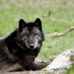 Juodasis vilkas – paslaptingas gamtos variantas ir jo kilmė