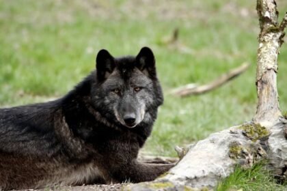 Juodasis vilkas – paslaptingas gamtos variantas ir jo kilmė