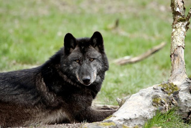 Juodasis vilkas – paslaptingas gamtos variantas ir jo kilmė