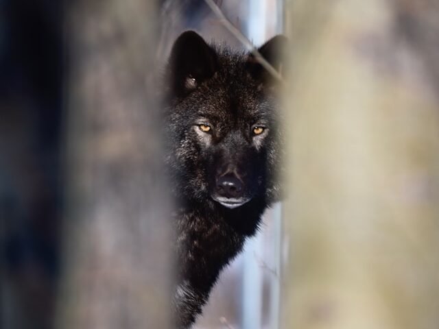 Juodojo vilko reikšmė gamtai ir žmogui