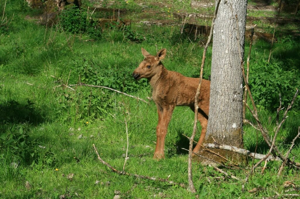 Briedžio kūno sandara