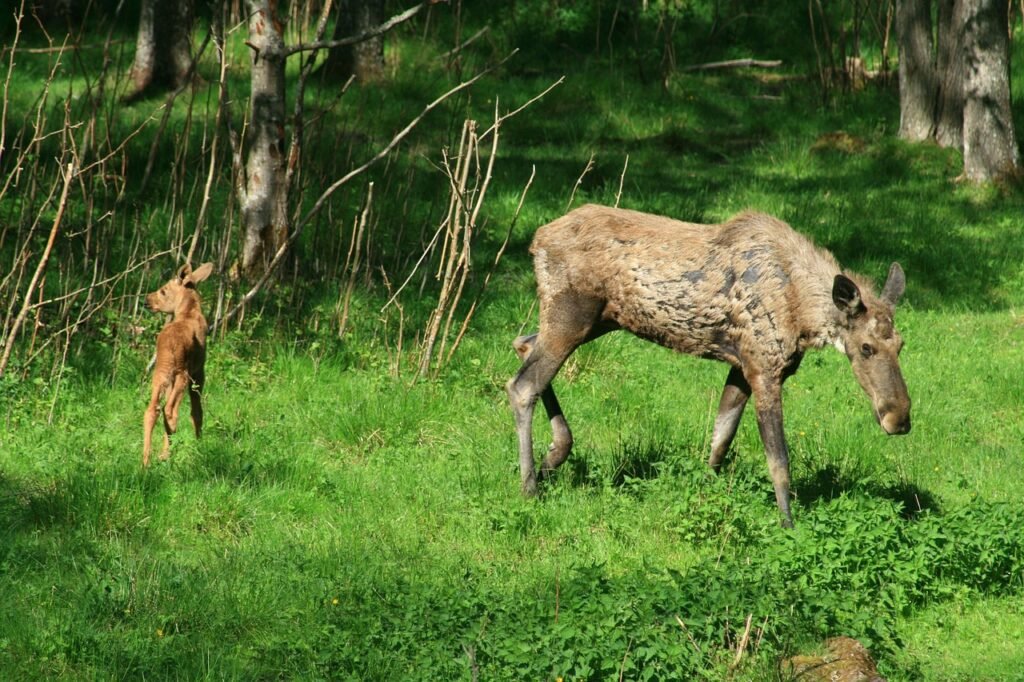 Kailio spalva ir sezoniniai pokyčiai