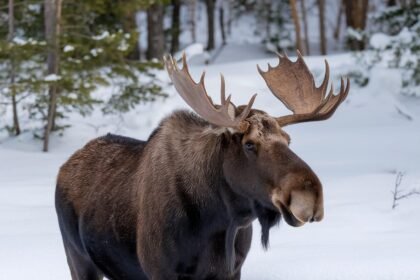 Kaip atrodo briedis: kūno sandara, kailio spalva, ragai ir būdingi elgesio modeliai