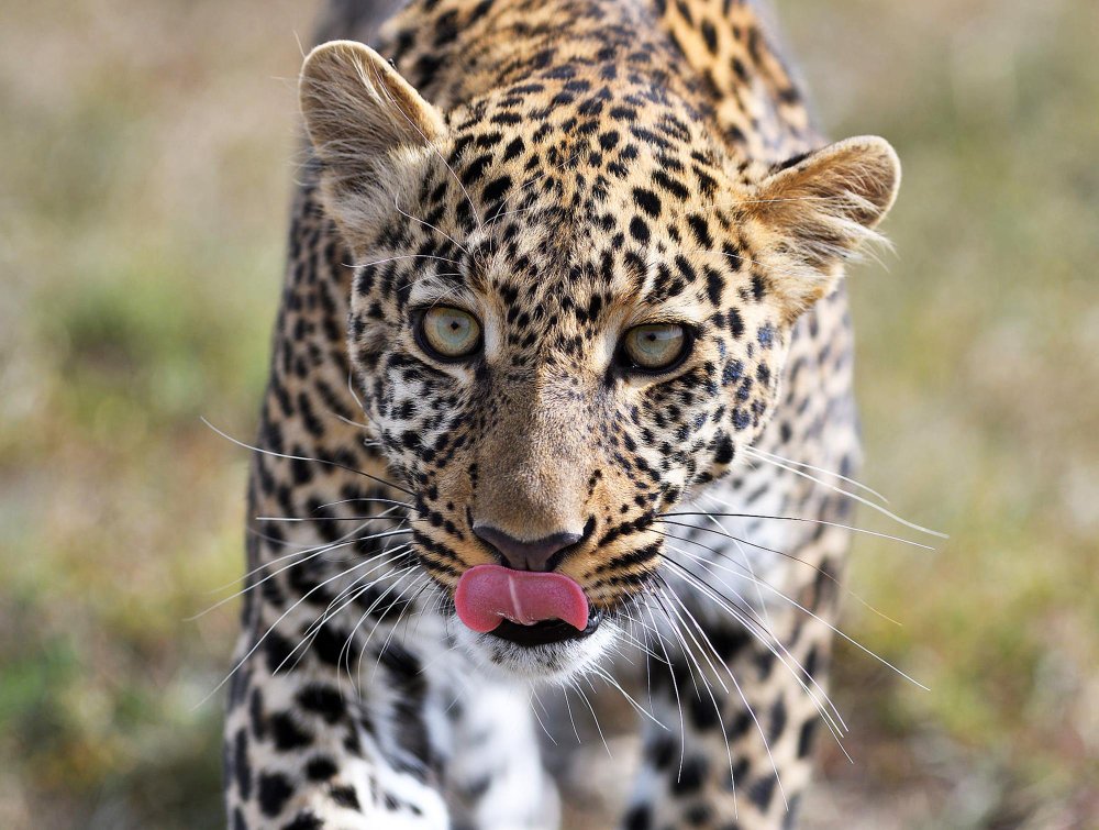 Unikalios savybės, kurios išskiria leopardą iš kitų didžiųjų kačių