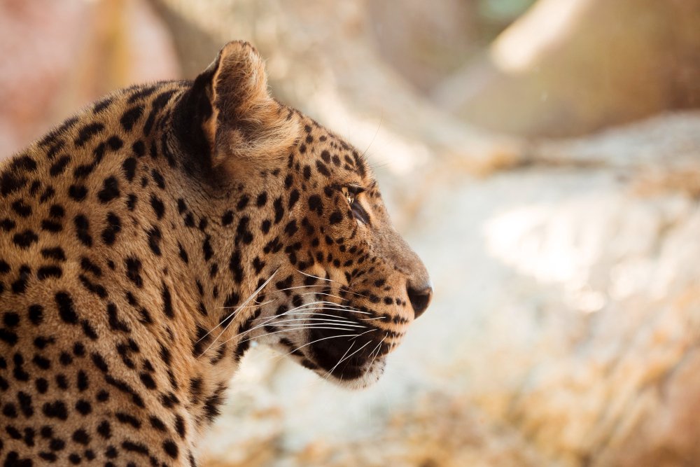 Ką svarbu žinoti stebint leopardus gamtoje
