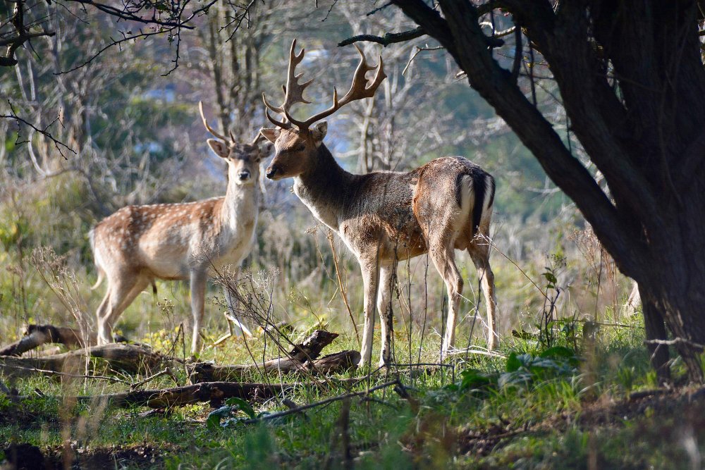Stirnos kailio spalva ir sezoniniai pokyčiai