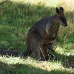 Kengūros kišenė: kaip veikia jauniklio nešiojimo mechanizmas