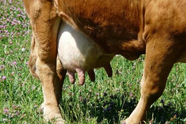 Karvės tešmuo: sandara, priežiūra ir dažniausios problemos