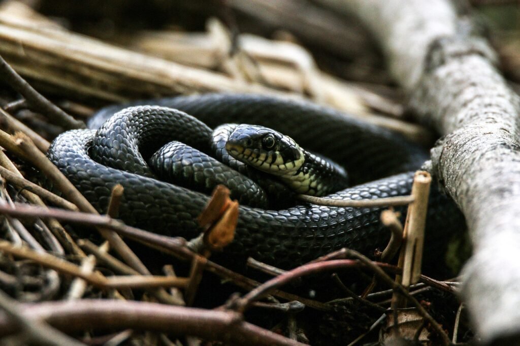 Žaltys ir gyvatė: pagrindiniai skirtumai