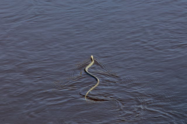 Įdomūs faktai apie žalčius