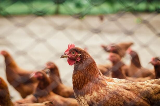 Kodėl dvesia vištos: ligos, nuodai ir kiti pavojai