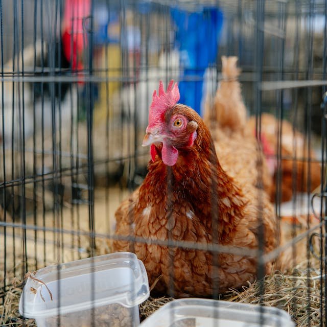 Dažniausios staigios vištų žūties priežastys