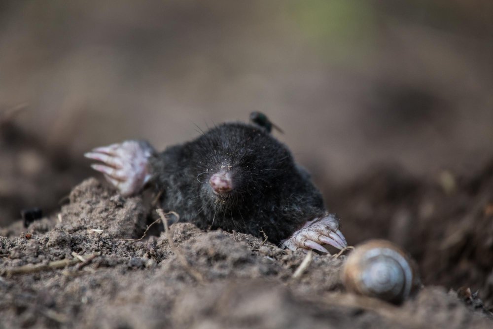 Kaip kurmis rausia: priekinės letenos ir judėjimo principas