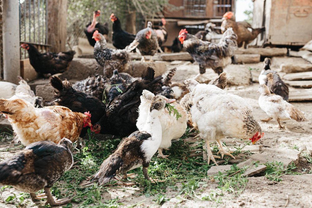 Kaip tinkamai įvesti naujas vištas į pulką, kad nekiltų agresija