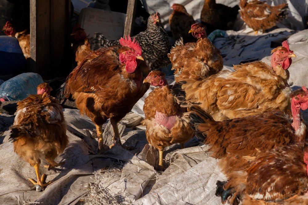 Kodėl vištos kapoja viena kitą? Dažniausios priežastys