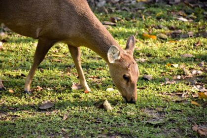 Kuo minta stirna: natūrali mityba, sezoniniai pokyčiai ir ūkininkų patirtys