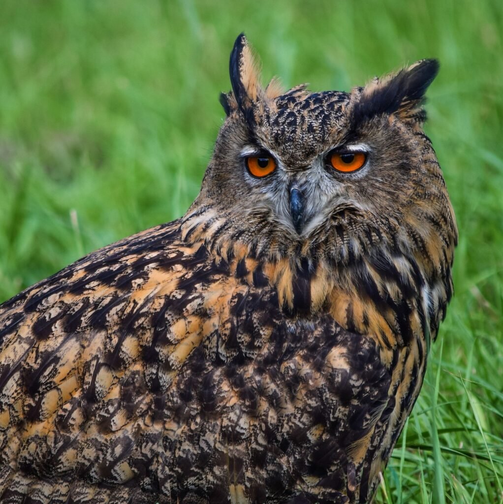 Gyvenimo būdas ir buveinės