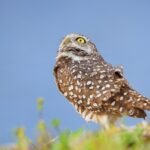 Kuo skiriasi apuokas nuo pelėdos: elgesys, išvaizda ir gyvenimo būdas