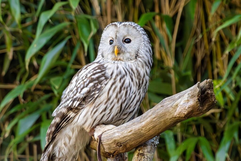 Apuokų ir pelėdų skirtumai