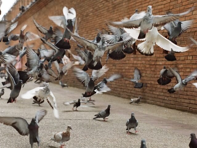 Balandžiai miestuose: kodėl jie renkasi gyvenimą šalia žmonių