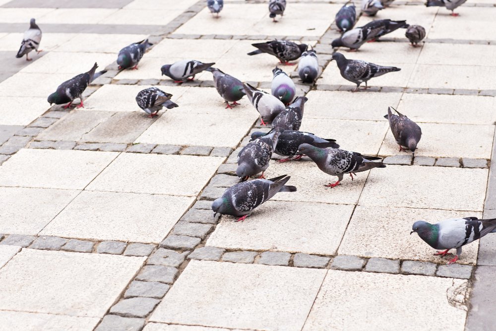 Ar balandžiai migruoja, ar lieka žiemoti?