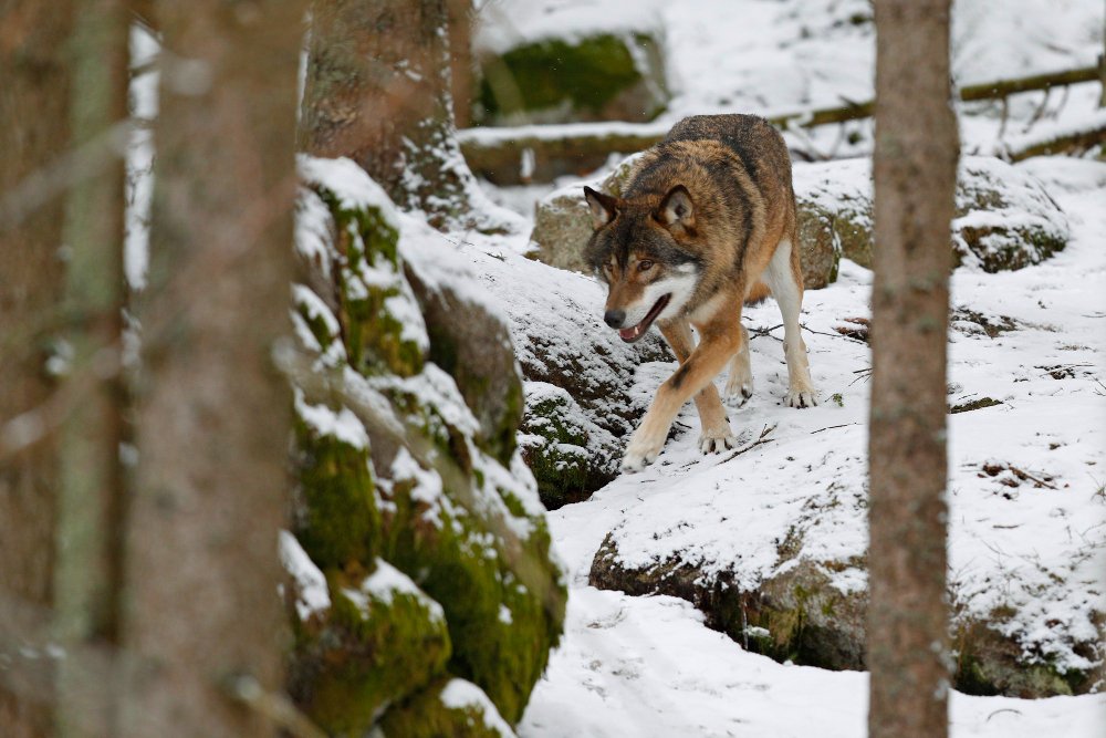 Vilkų olų saugumo strategijos