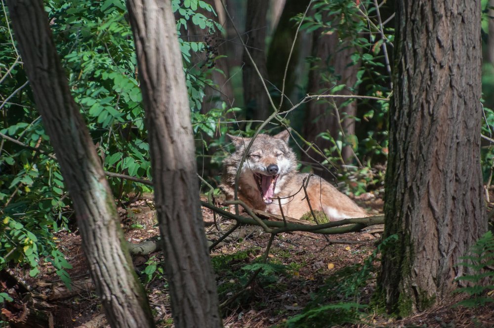 Sezoniniai buveinių pokyčiai