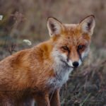 Lapių kūno kalba: ką pasako uodega, ausys ir akys