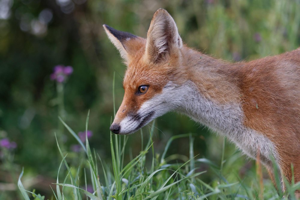 Lapių kūno kalba ir žmogaus santykis