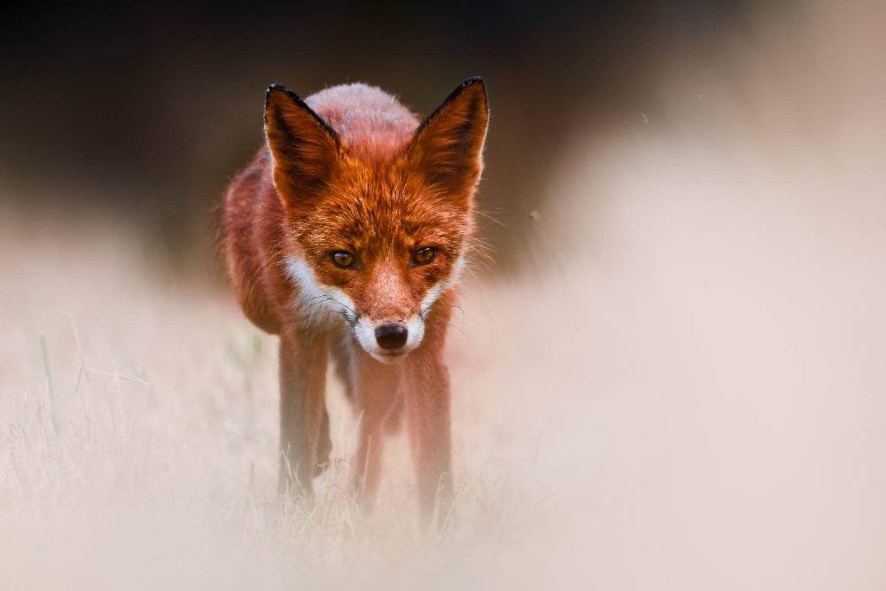 Lapių stebėtojų atsiliepimai