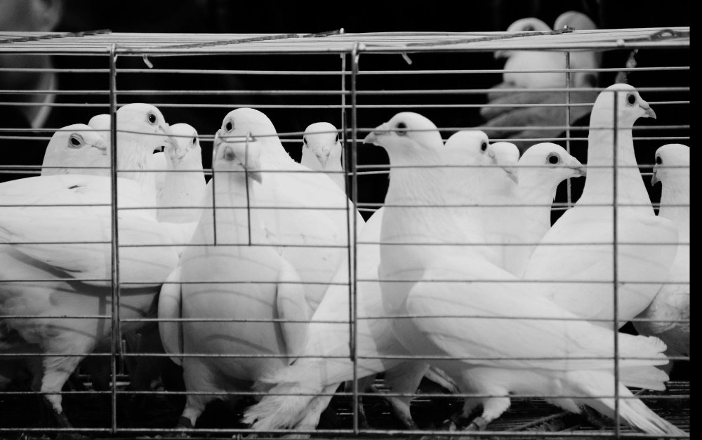 Kas laikoma laukiniu, o kas – naminiu balandžiu