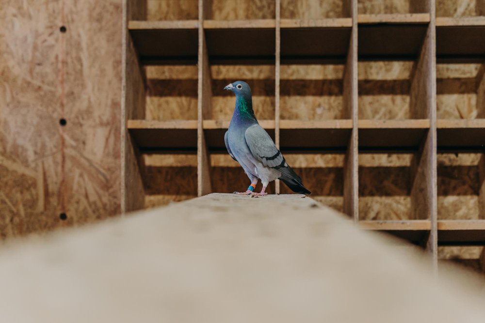 Išvaizdos skirtumai tarp laukinių ir naminių balandžių