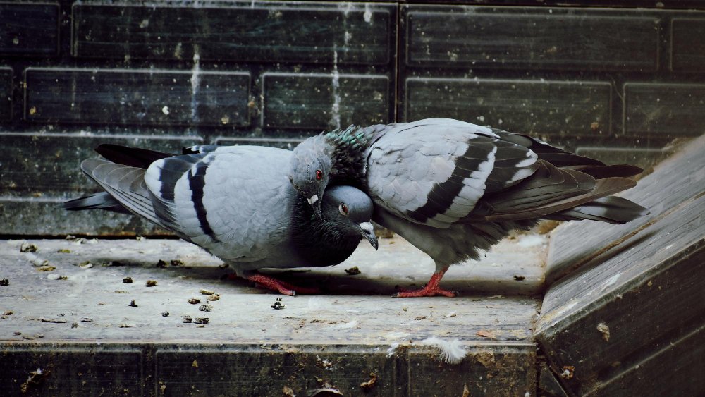 Gyvenimo sąlygos ir išgyvenimas gamtoje bei mieste