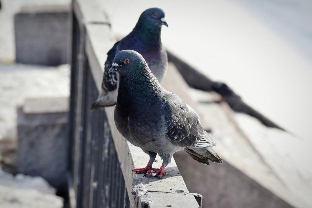 Ar laukinis balandis gali tapti naminiu?
