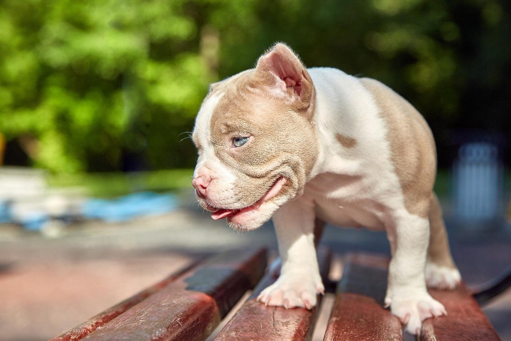 Kokie šunys dažniausiai vadinami mini pitbuliais?