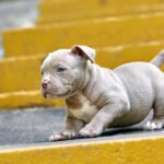 Mini pitbulis: ar toks šuo iš tikrųjų egzistuoja?