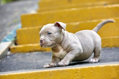 Mini pitbulis: ar toks šuo iš tikrųjų egzistuoja?