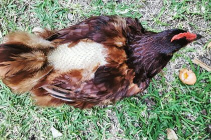 Nuplikusios vištos: ką tai reiškia ir kaip atkurti plunksnas?