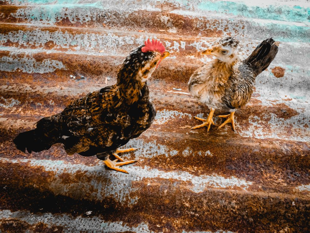 Dažniausios vištų plikimo priežastys