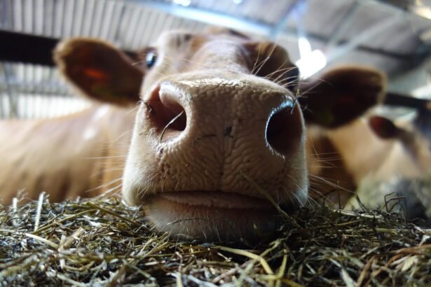 Pieninių karvių veislės: kurios duoda daugiausia pieno ir kuo jos skiriasi?