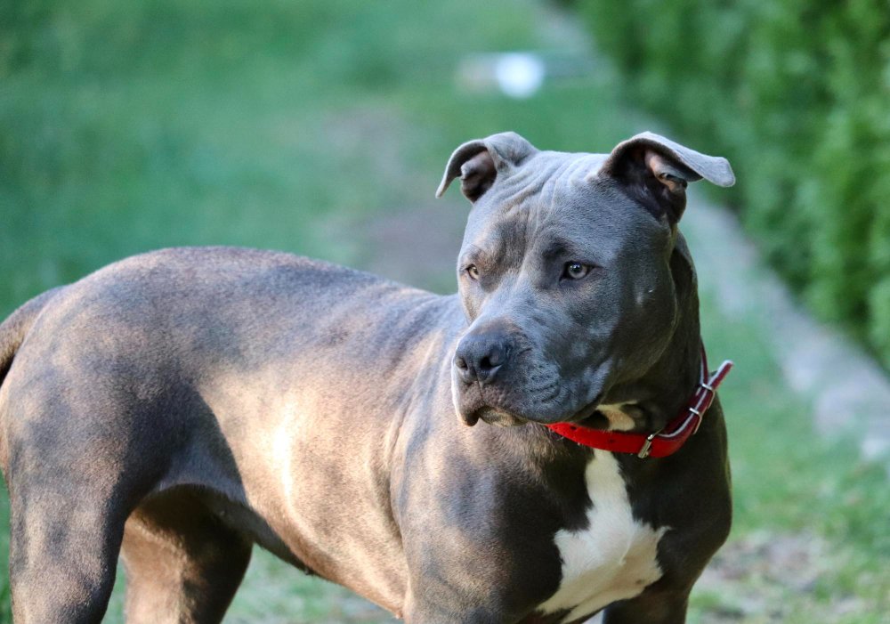 Ar spalva susijusi su pitbulio charakteriu?